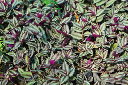 Jew Plant
