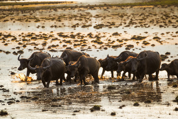 Fototapeta na wymiar Herd of buffalo grazing in the lake