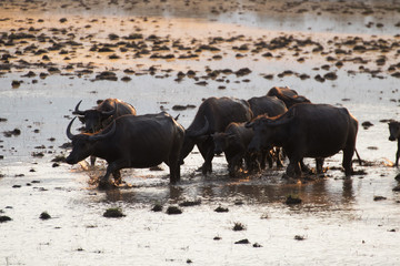 Herd of buffalo grazing in the lake