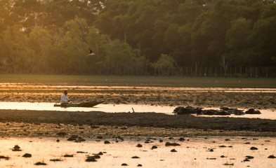 Herd of buffalo grazing in the lake