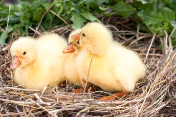 Three little domestic gosling in straw nest