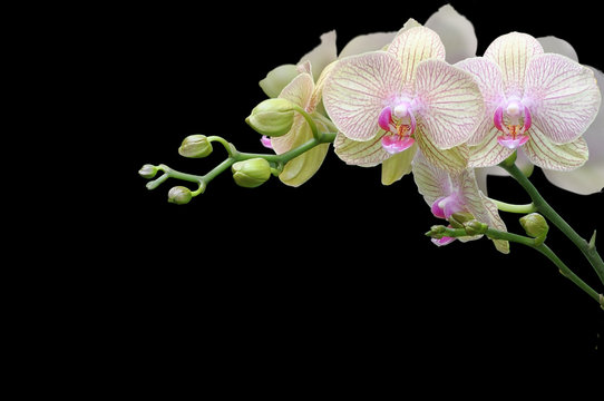 Fototapeta orchid on black background