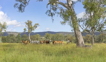 Fototapete Australian landscape with gum trees and cows © sherjaca
