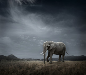 Naklejka na ściany i meble Elephant with trunks and big ears outdoor under sunlight.