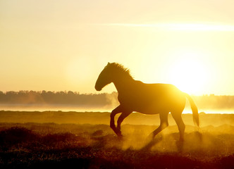 Horse skips on the sunset in the fog