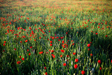 Bright vivid poppy field on a sunset background 