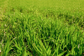 spring green field