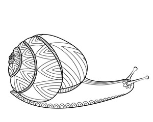 Snail black and white colors. Invertebrates mollusks wildlife. Wild life Zen tangle.
