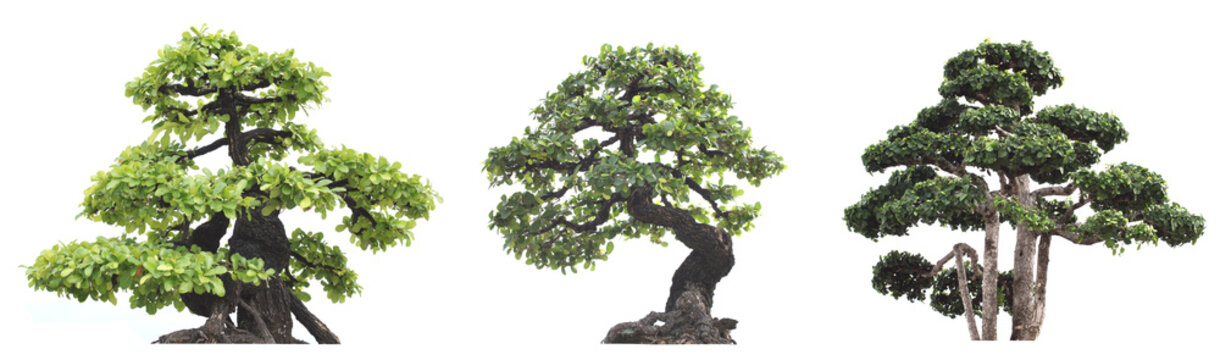 group of tree isolated on white background. Bonzai