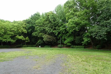 新緑の公園