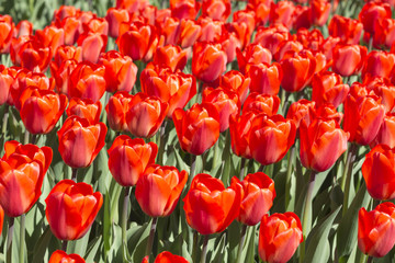 Flowering red tulips. Red background of flowers.
