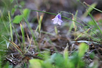 Purple bell on the nature