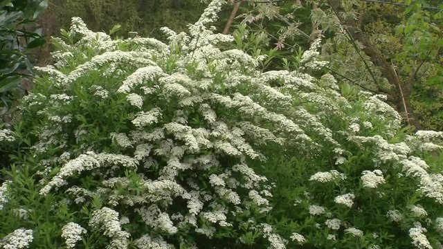 Ein Spierstrauch bewegt sich im Wind