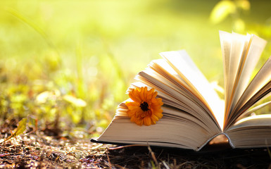 opened book in yellow autumn