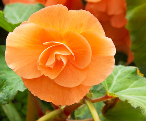Orange Rieger begonia or Hiemalis begonia flower in botanic garden