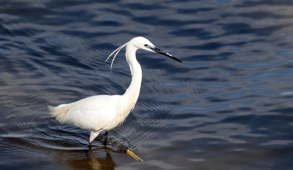 The little egret (Egretta garzetta) single bird hunting for fish in water near Danube river in Zemun,Belgrade,Serbia.