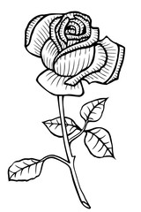 Rose Vector Hand drawn
