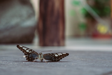 Schmetterling auf Boden