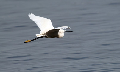 The little egret (Egretta garzetta) flying over the River Danube at Zemun in the Belgrade Serbia.