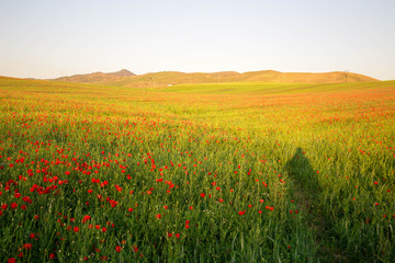 Bright vivid poppy field on a sunset background 