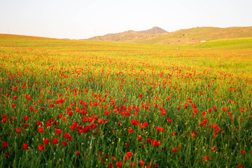 Bright vivid poppy field on a sunset background 