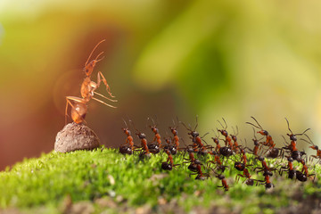 Many insects ants rally in the woods.