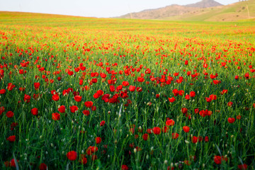 Bright vivid poppy field on a sunset background 
