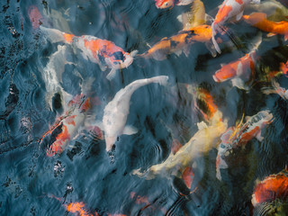 koi fish in the garden pond