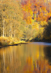 River with reflexion of autumnal forest