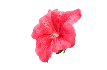 Pink petunia