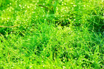 field of grass and sun in morning