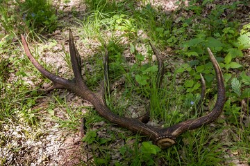 Red deer antler (Cervus elaphus) in the forest