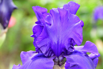 iris