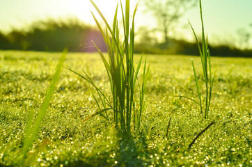 field of grass and sun in morning