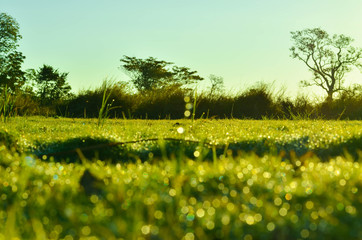 Fototapeta premium field of grass and sun in morning