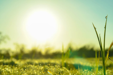 Fototapeta na wymiar field of grass and sun in morning