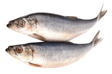 Herring on a white background