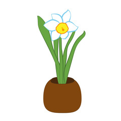 Narcissus flower in a pot. Flat illustration isolated on white background. Vector illustration