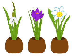 Fototapeta na wymiar Set of spring snowdrop, narcissus and crocus in flower pots isolated on white. Vector illustration