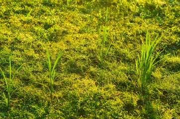 field of grass and sun in morning