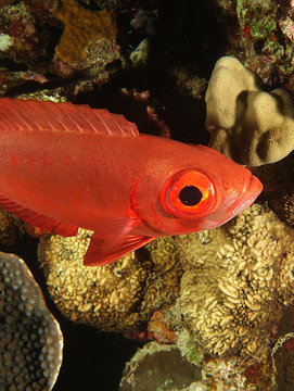 Big Eye Red Fish Was Looking Curious