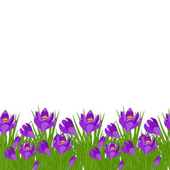 Spring postcard with purple small crocus. Early spring purple flower Crocus for Easter on white background. Vector illustration