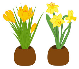Set of three yellow narcissus and yellow crocus flower in pots. Flat illustration isolated on white background. Vector illustration