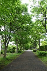 Fototapeta na wymiar 新緑の散歩道
