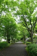 Fototapeta na wymiar 新緑の散歩道