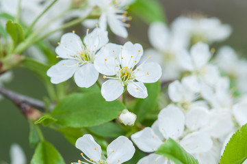 Background of flowers of cherry blossom branches at spring. Toned.