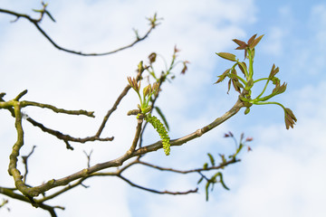 Unfolding fronds of Buckler fern in spring