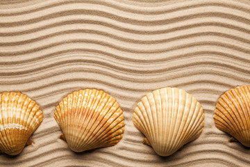 Shells on beach sand