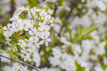 Background of flowers of cherry blossom branches at spring. Toned.