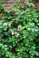 flower garden